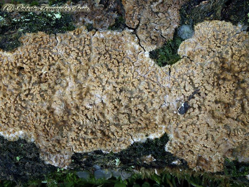 Radulomyces mollaris cistidiado (Radulomyces molaris)